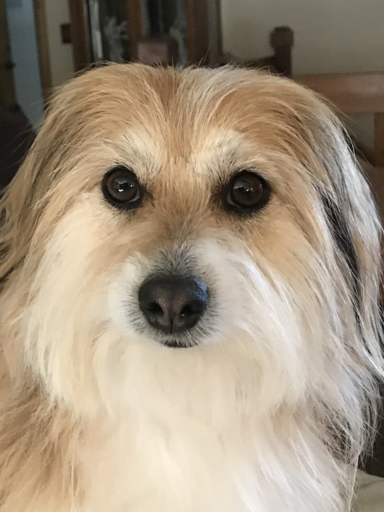 Winham’s Cowboy Cody of Cowgirl Cotons, a Coton de Tulear tested with EmbarkVet.com