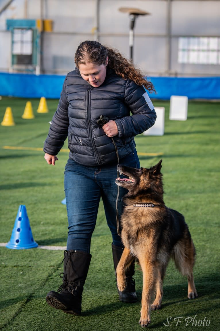 Bali, a Belgian Shepherd tested with EmbarkVet.com