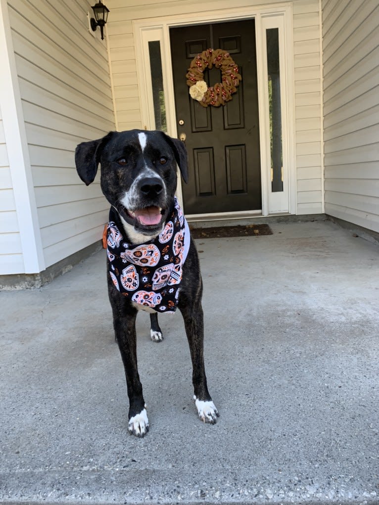 Vivie, an American Pit Bull Terrier and Labrador Retriever mix tested with EmbarkVet.com