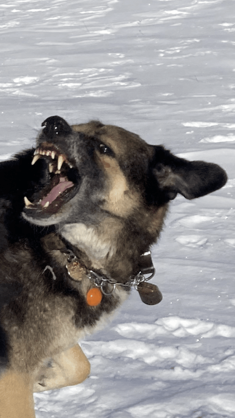 Duke, a German Shepherd Dog and Spanish Galgo mix tested with EmbarkVet.com