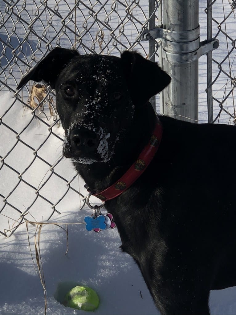 Onyx, a Labrador Retriever and Doberman Pinscher mix tested with EmbarkVet.com