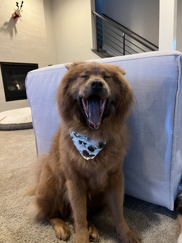 Coco Bean, a Chow Chow tested with EmbarkVet.com