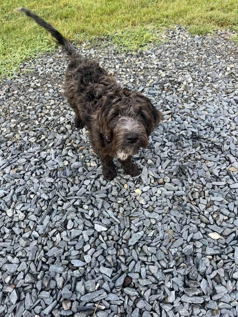 Jett, a Goldendoodle tested with EmbarkVet.com