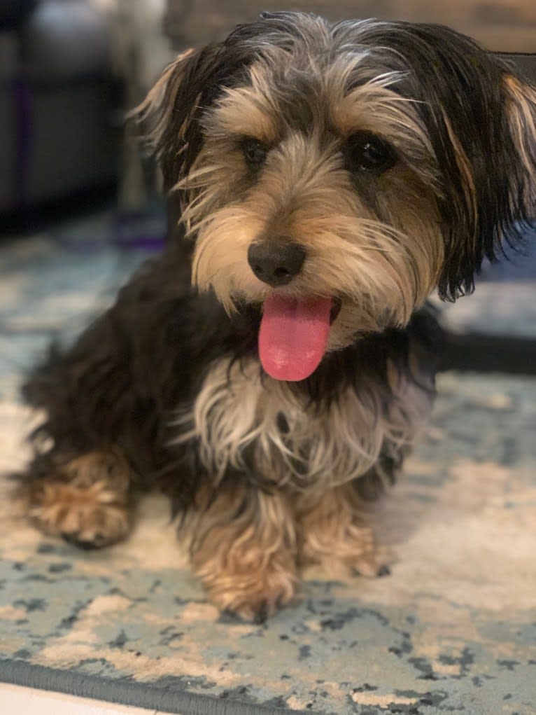 Finn, a Yorkshire Terrier and Maltese mix tested with EmbarkVet.com