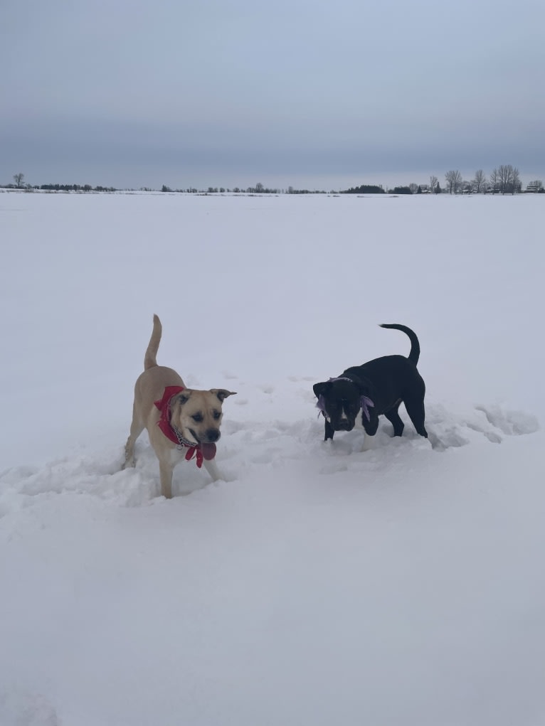 Daisy (aka “ROO”), a Siberian Husky and Boxer mix tested with EmbarkVet.com