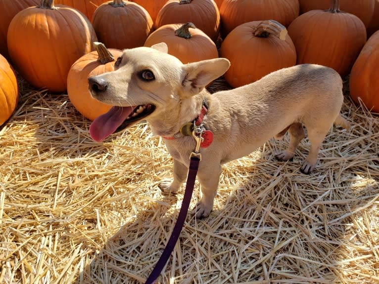 Swivel, a Chihuahua and Poodle (Small) mix tested with EmbarkVet.com