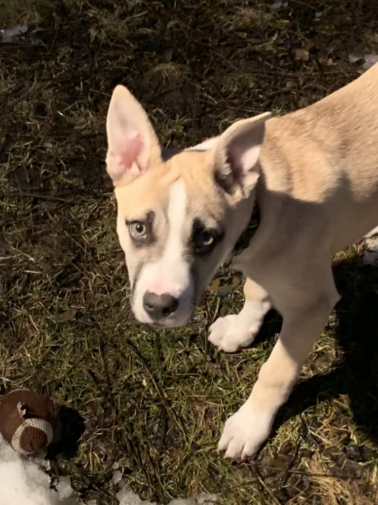 Titan, a Siberian Husky and American Pit Bull Terrier mix tested with EmbarkVet.com