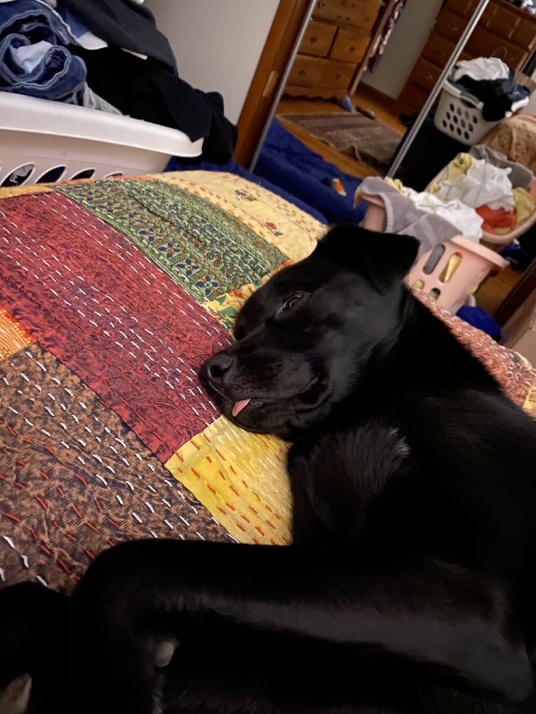 Saint, a Labrador Retriever and German Shepherd Dog mix tested with EmbarkVet.com