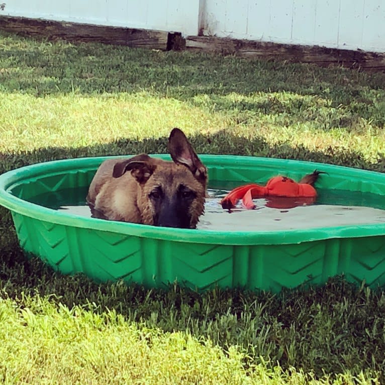 Forester, a German Shepherd Dog and Australian Cattle Dog mix tested with EmbarkVet.com