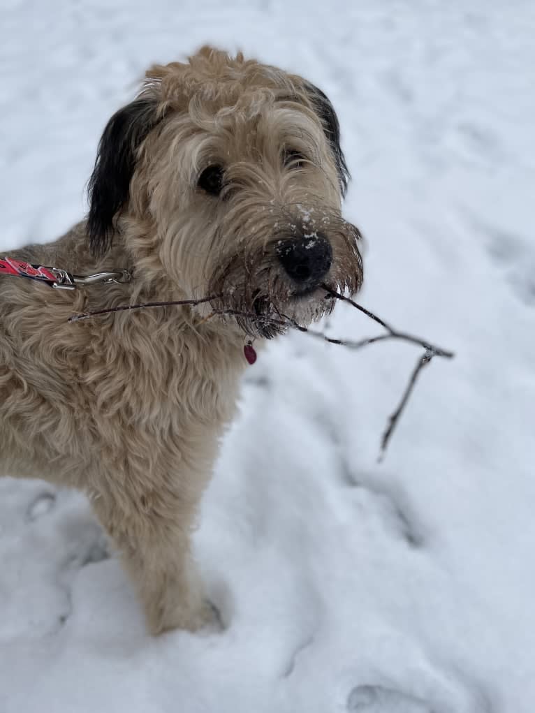 Iris, a Bouvier des Flandres and Australian Shepherd mix tested with EmbarkVet.com