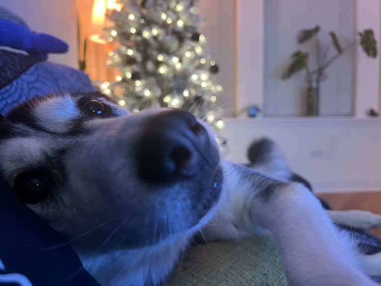 Zulia, a Siberian Husky and Chow Chow mix tested with EmbarkVet.com