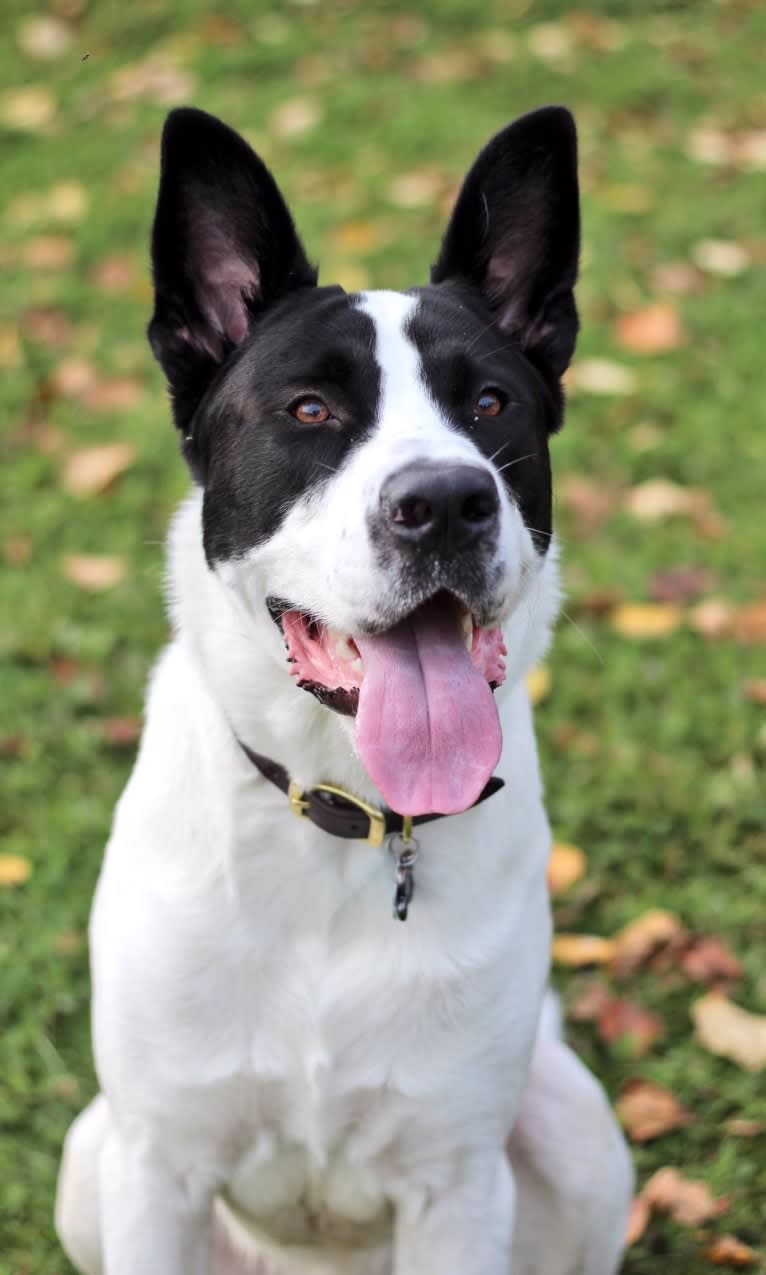 Bruce, a Great Dane and American Pit Bull Terrier mix tested with EmbarkVet.com