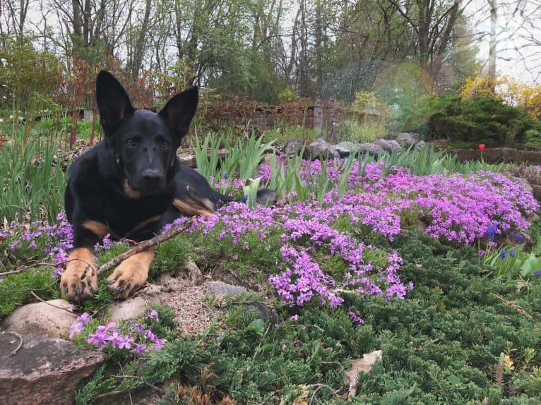 Emmett, a German Shepherd Dog and Australian Cattle Dog mix tested with EmbarkVet.com