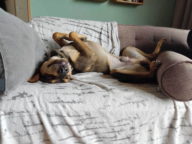 Clover, an Eastern European Village Dog and Chinese Shar-Pei mix tested with EmbarkVet.com