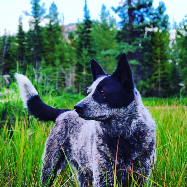 Trace, an Australian Cattle Dog and Koolie mix tested with EmbarkVet.com