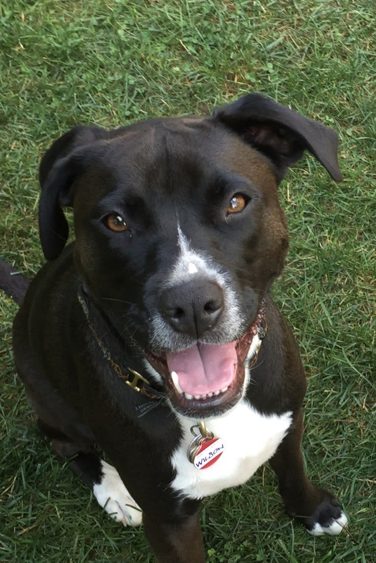 Wilson Xavier, a Boxer and Labrador Retriever mix tested with EmbarkVet.com