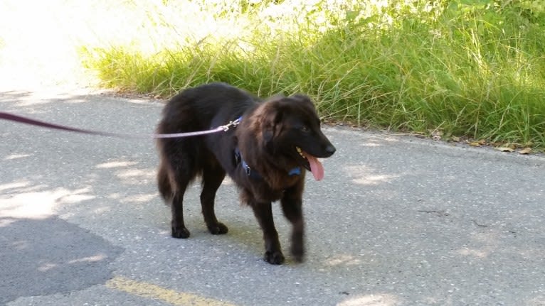 Cedar, a Chow Chow and Llewellin Setter mix tested with EmbarkVet.com