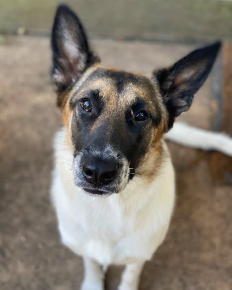 Eris, a German Shepherd Dog and Chow Chow mix tested with EmbarkVet.com