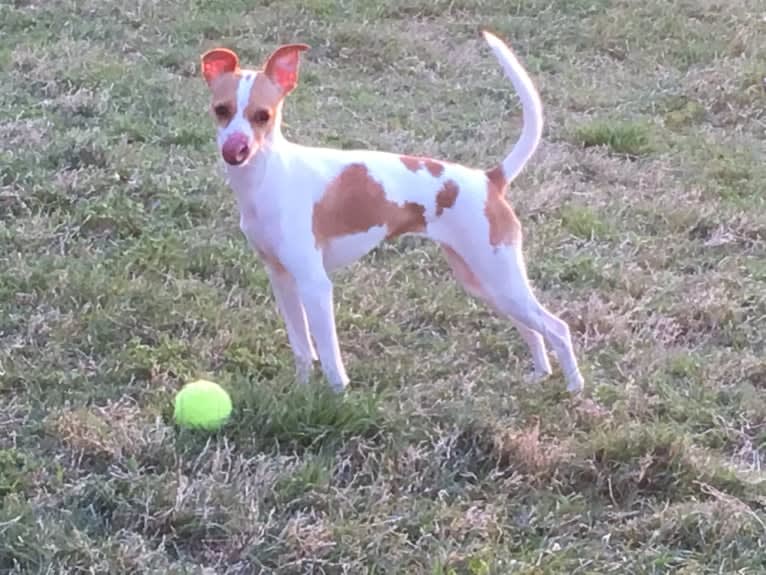 Stella, a Chihuahua and Miniature Schnauzer mix tested with EmbarkVet.com