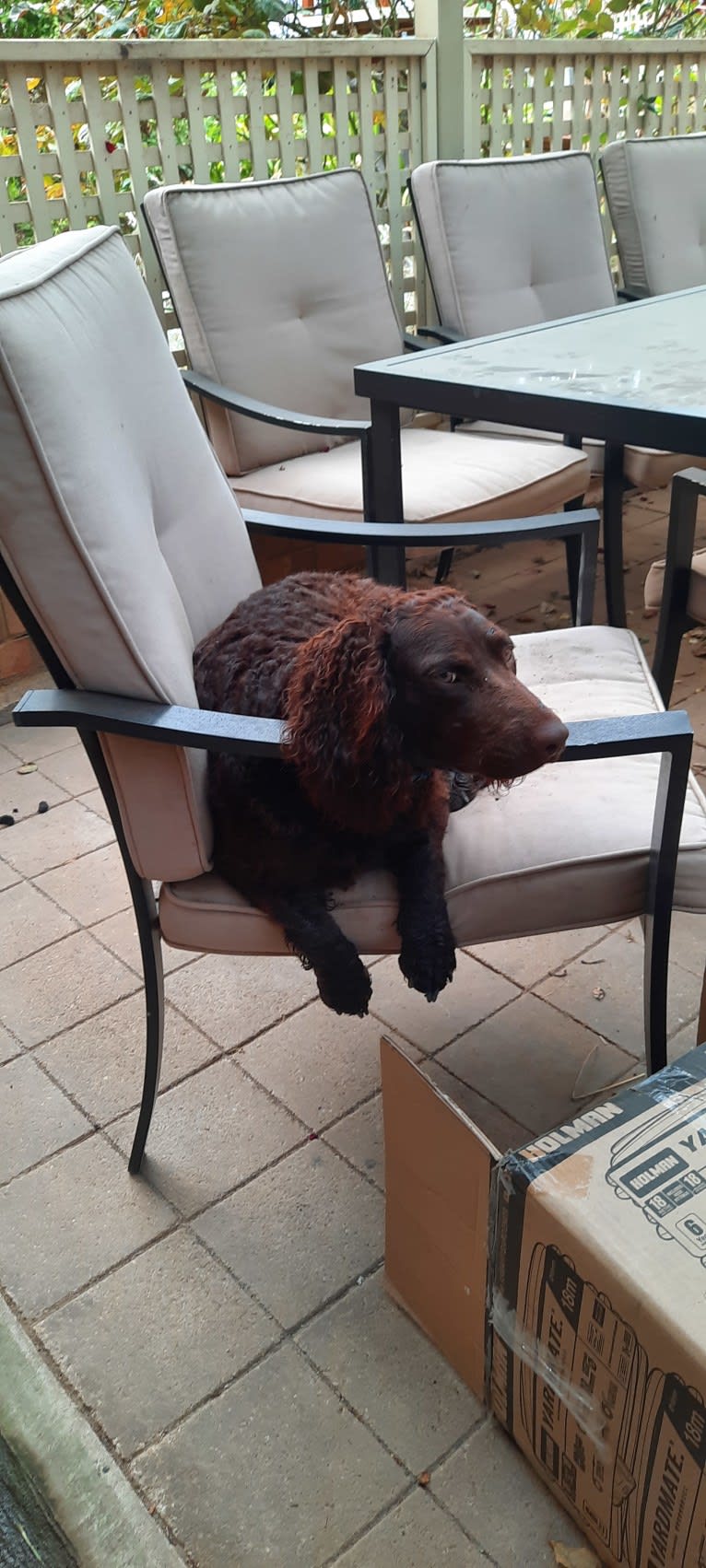 Pepper, a Murray River Retriever tested with EmbarkVet.com