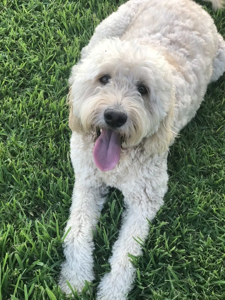 Odell, a Goldendoodle tested with EmbarkVet.com