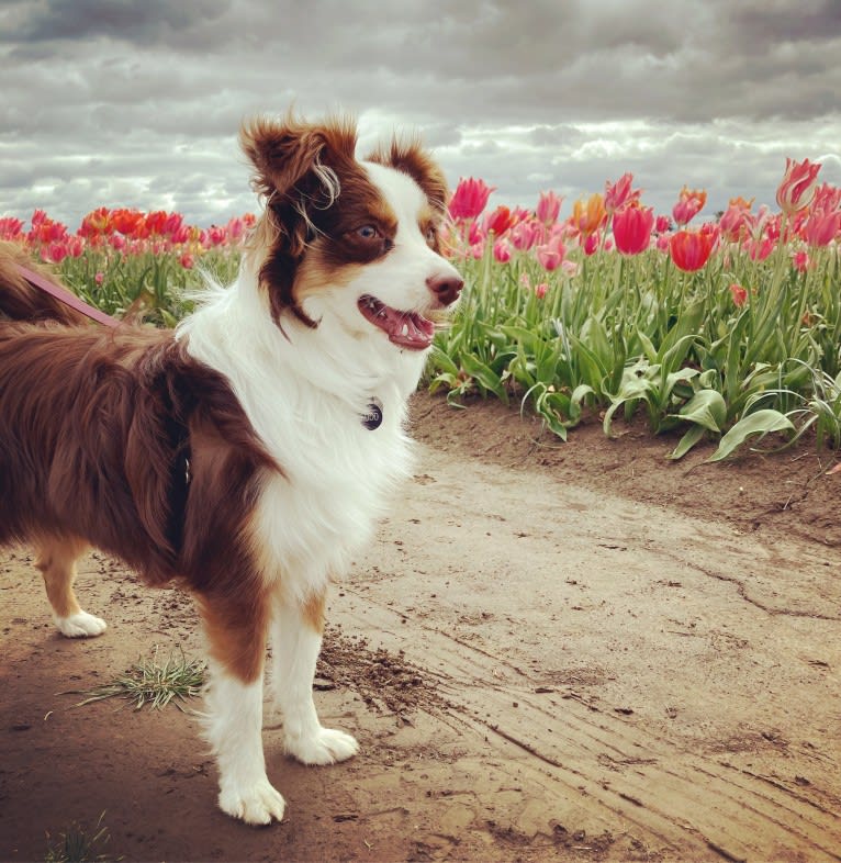 Ludo, an Australian Shepherd tested with EmbarkVet.com