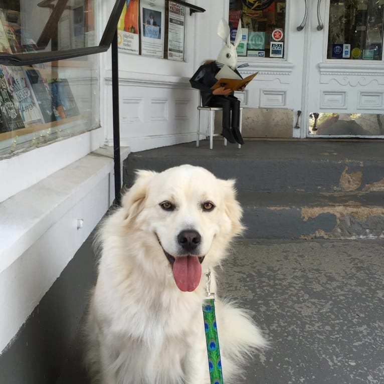 Virgil, a Great Pyrenees and Golden Retriever mix tested with EmbarkVet.com