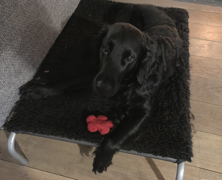 Jip, a Flat-Coated Retriever tested with EmbarkVet.com