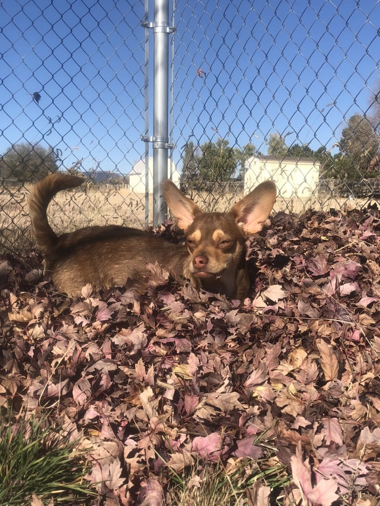 Ouija, a Chihuahua and Rat Terrier mix tested with EmbarkVet.com