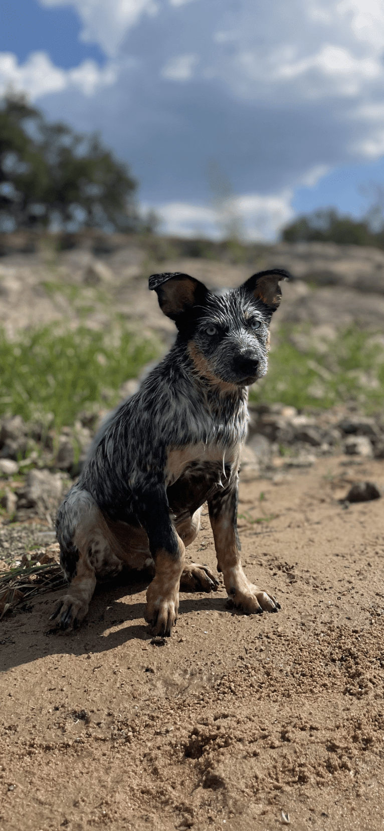 Concho Waylon Willis, an Australian Cattle Dog tested with EmbarkVet.com