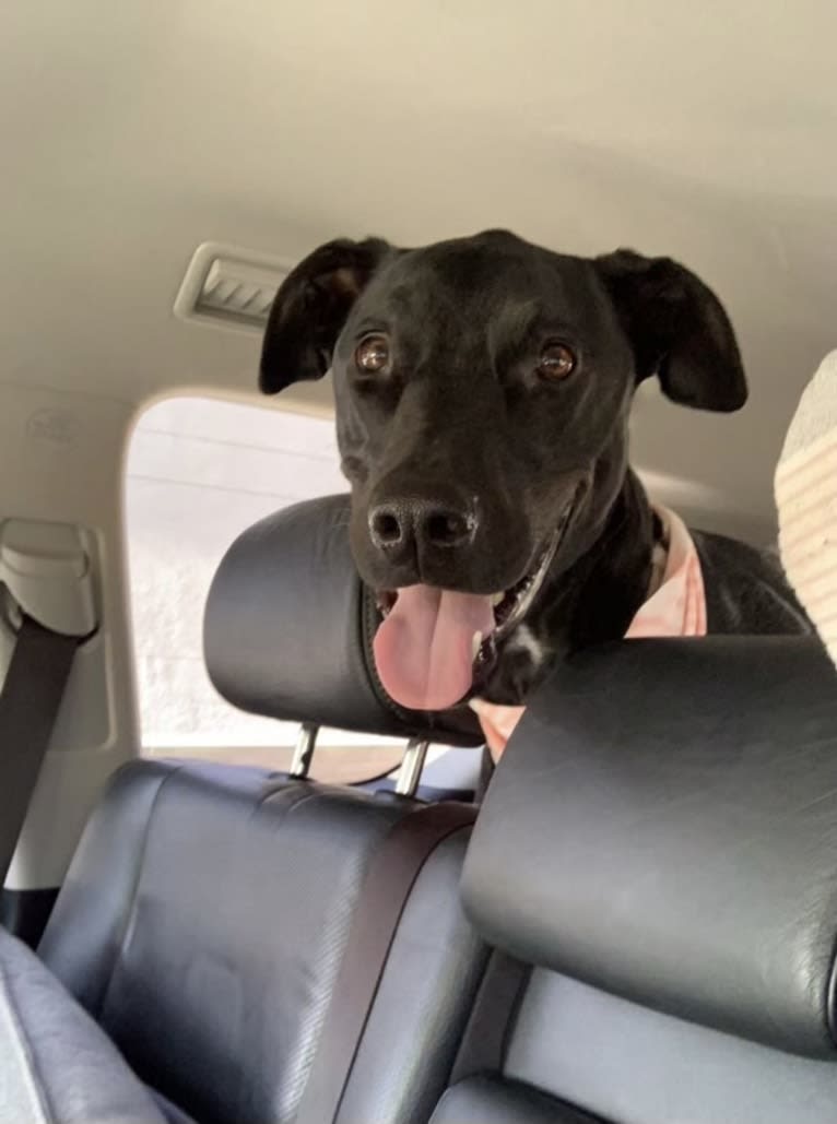 Kobe, a Dogo Argentino and Doberman Pinscher mix tested with EmbarkVet.com