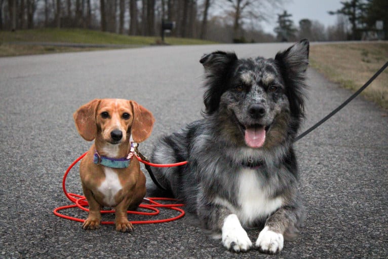 Dakota, an Australian Shepherd tested with EmbarkVet.com