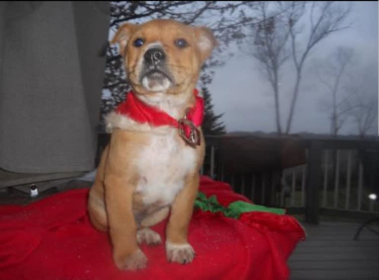 Timber, a Chow Chow and German Shepherd Dog mix tested with EmbarkVet.com