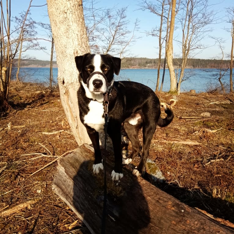 Whisky, an Australian Shepherd and Dalmatian mix tested with EmbarkVet.com