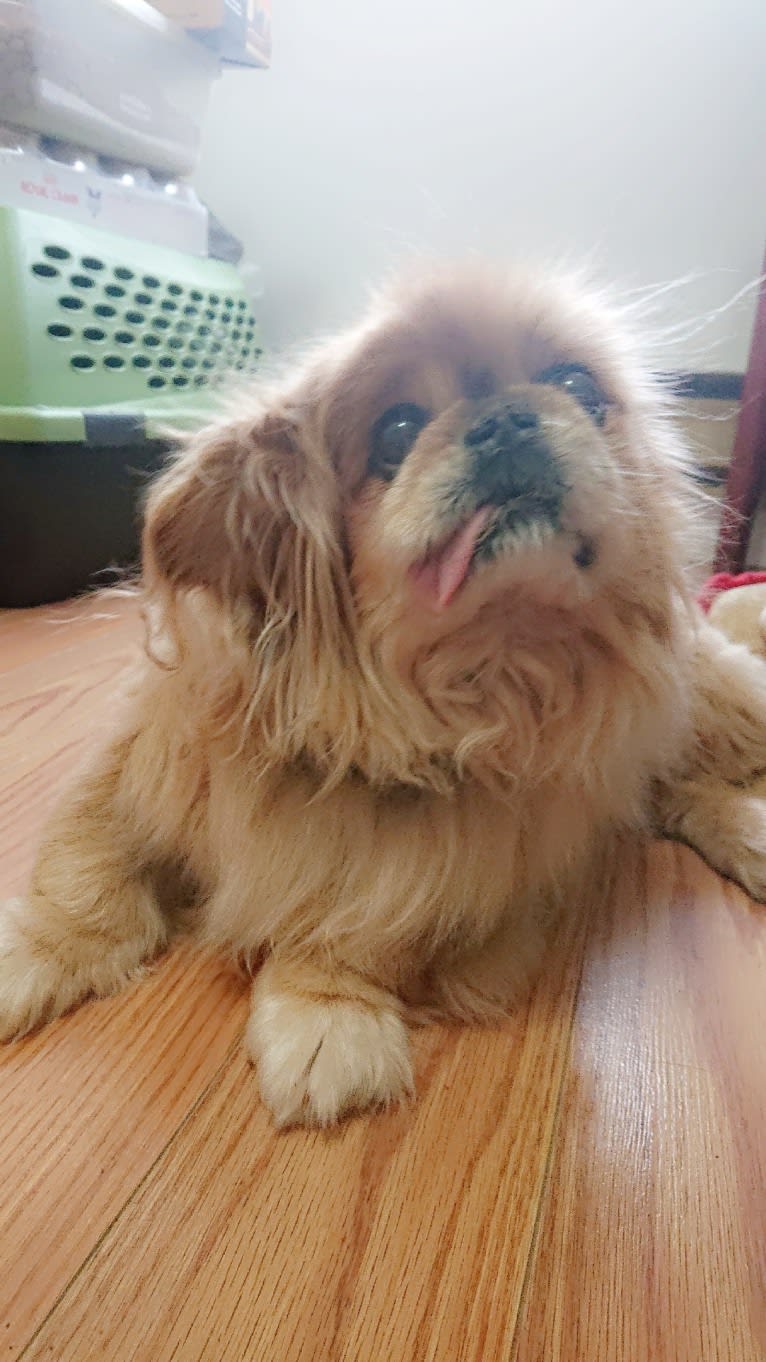 Ernest, a Pekingese tested with EmbarkVet.com