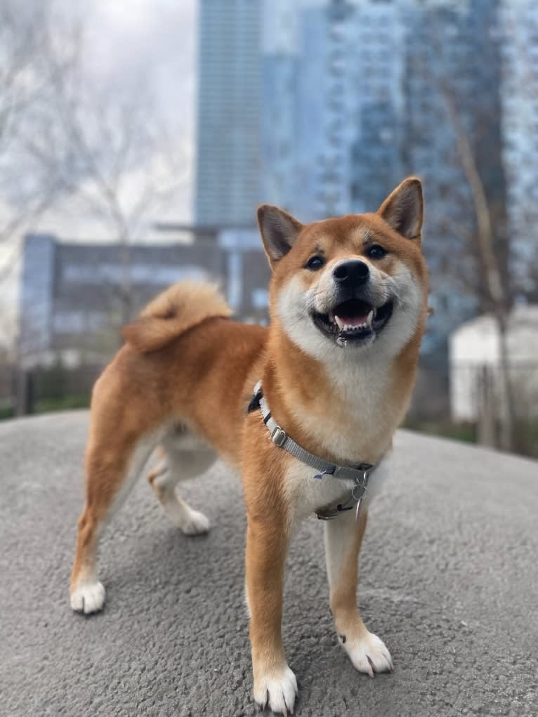 facai, a Shiba Inu tested with EmbarkVet.com