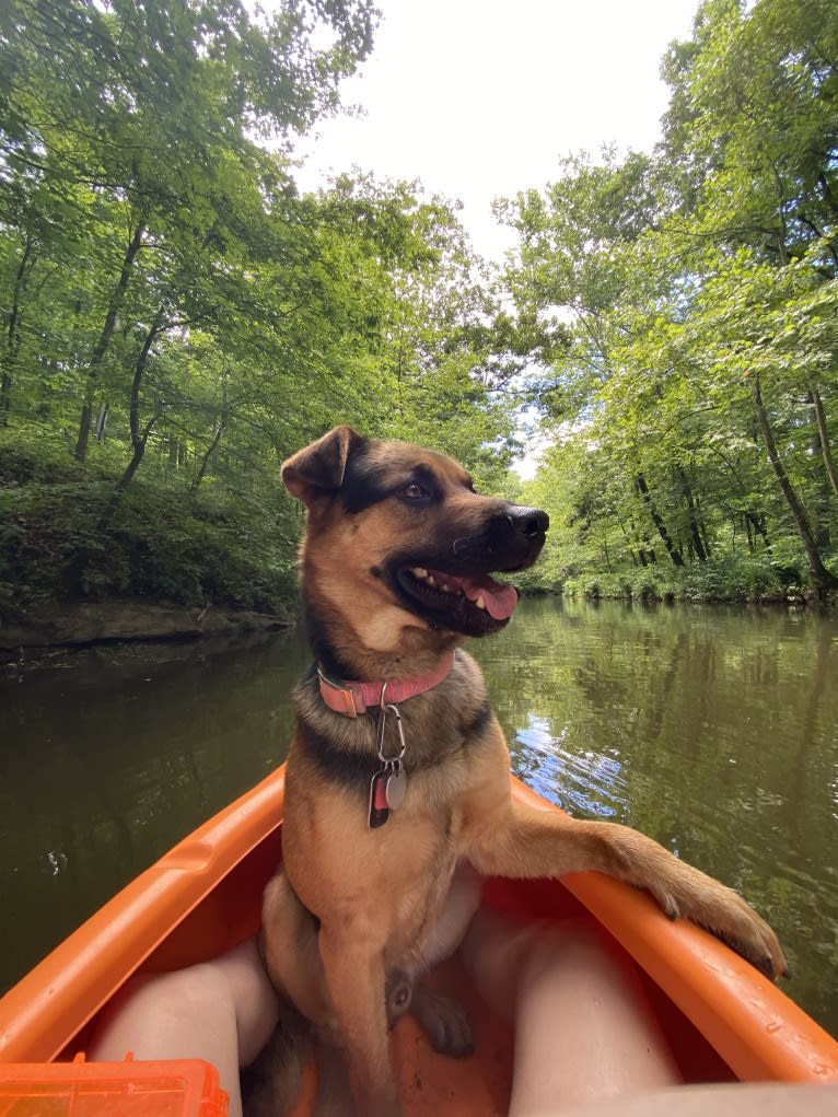 Kaydo, a German Shepherd Dog and Labrador Retriever mix tested with EmbarkVet.com