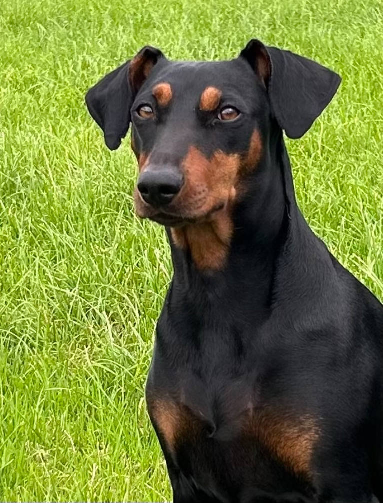 Ayla, a German Pinscher tested with EmbarkVet.com