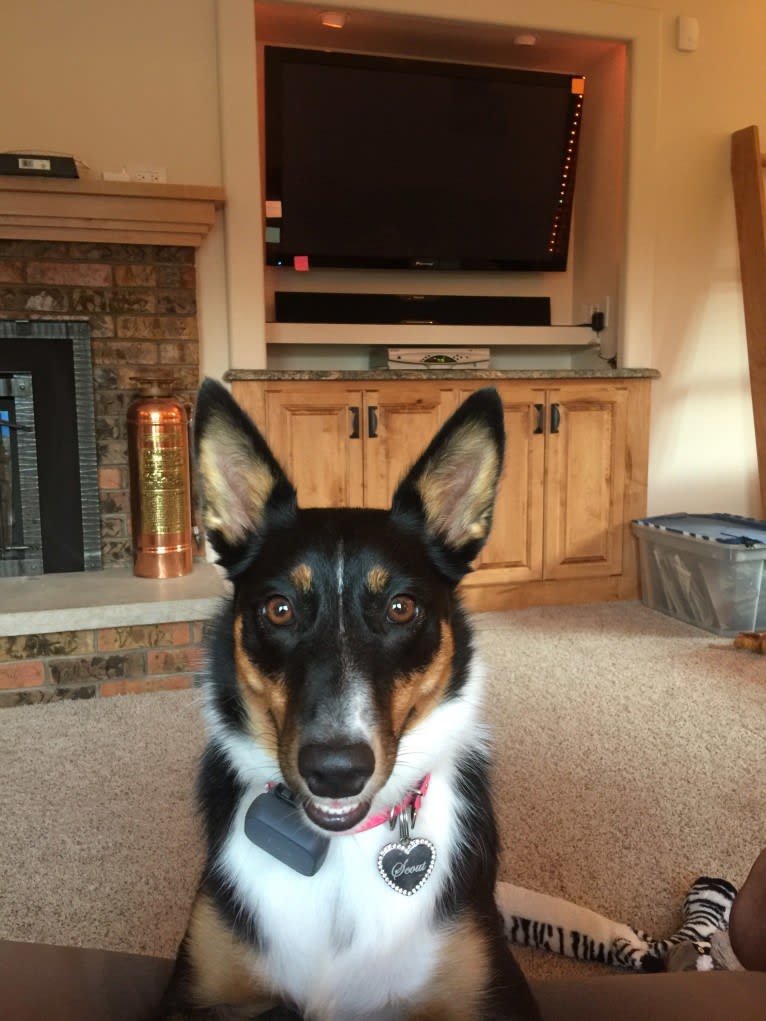 Scout, an Australian Cattle Dog and Border Collie mix tested with EmbarkVet.com