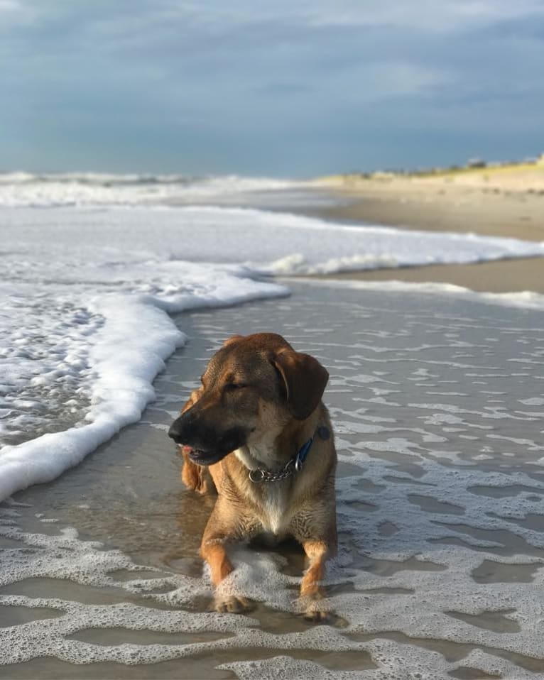 Moshe-Moo, a German Shepherd Dog and Beagle mix tested with EmbarkVet.com