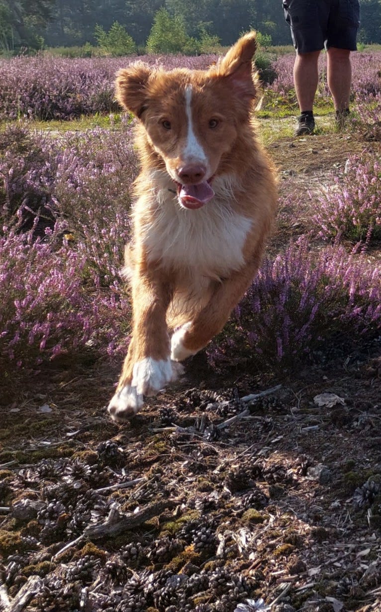 Abu, a Nova Scotia Duck Tolling Retriever and Bernese Mountain Dog mix tested with EmbarkVet.com