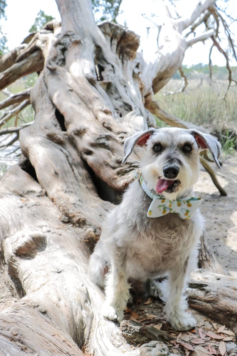 Lanier, a Miniature Schnauzer tested with EmbarkVet.com