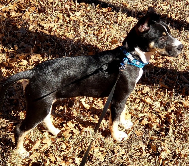 Loki, an American Pit Bull Terrier and German Shepherd Dog mix tested with EmbarkVet.com