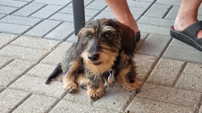 Borka, a Dachshund tested with EmbarkVet.com