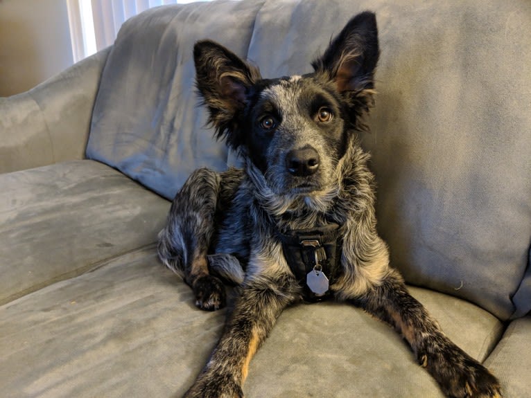 Odin 'stinky butt' Mussatti, an Australian Cattle Dog tested with EmbarkVet.com