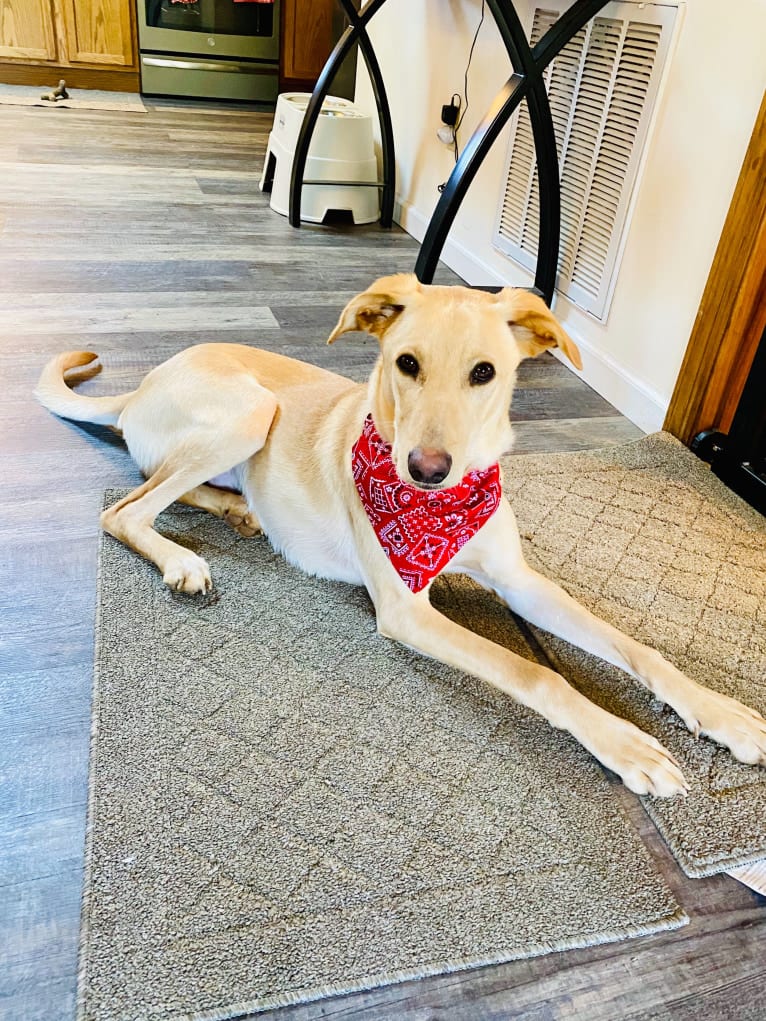 Lenny, an Arabian Village Dog tested with EmbarkVet.com