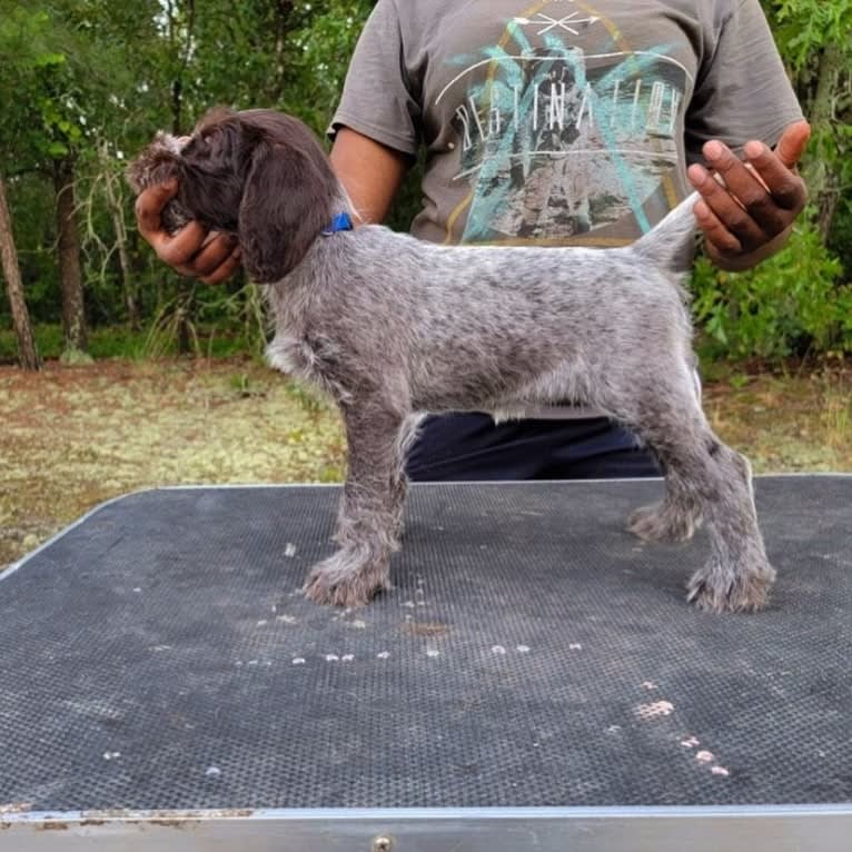 Olive, a German Wirehaired Pointer tested with EmbarkVet.com