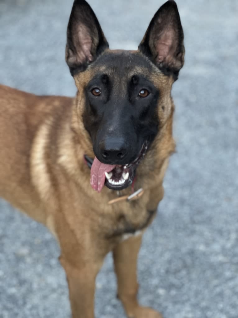 Nubi, a Belgian Malinois and German Shepherd Dog mix tested with EmbarkVet.com