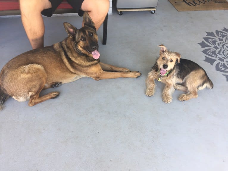 Yogi, a Chihuahua and German Shepherd Dog mix tested with EmbarkVet.com