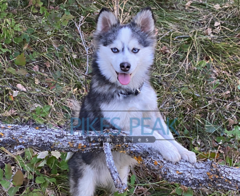 Force, a Pomeranian and Siberian Husky mix tested with EmbarkVet.com